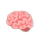 cerveau